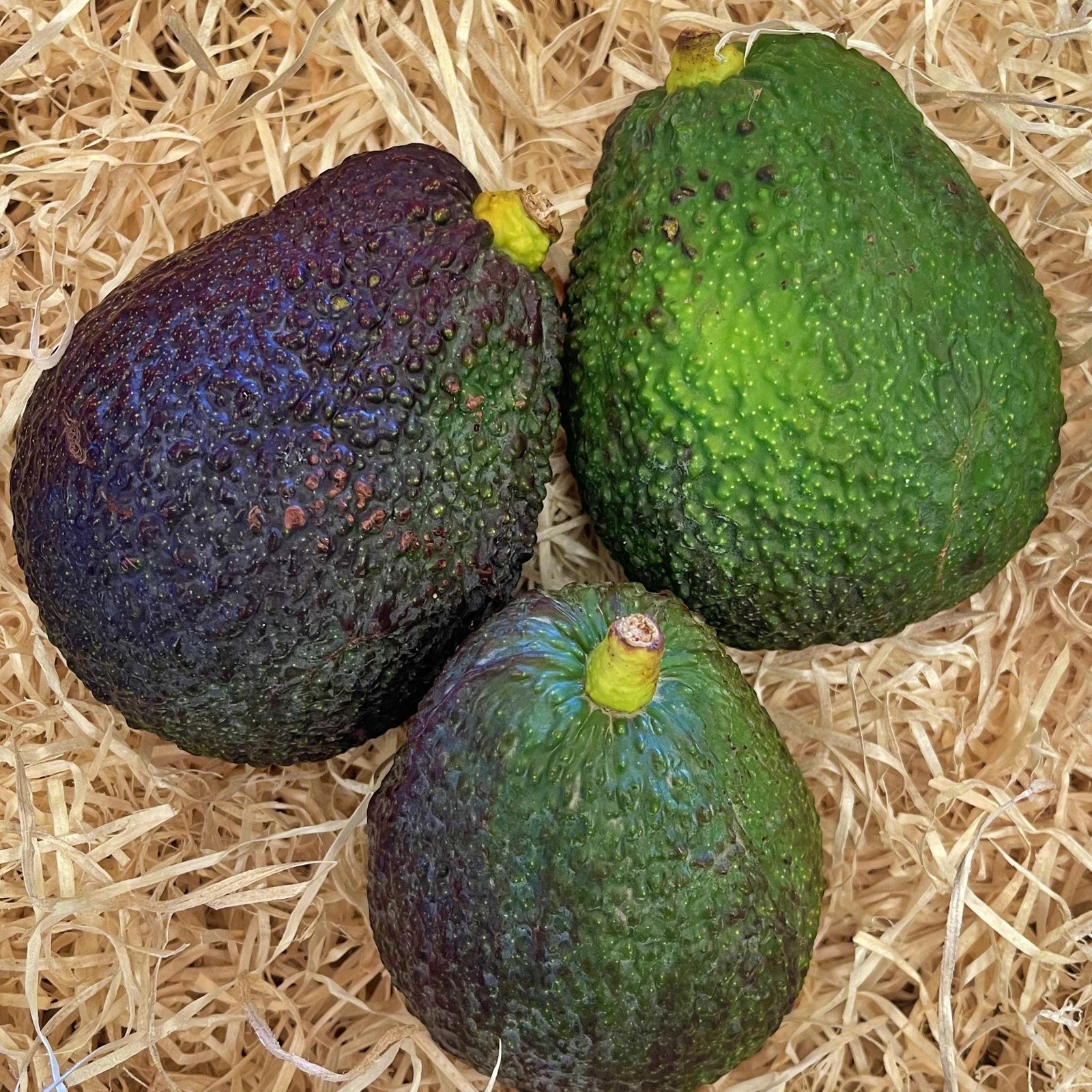 Aguacate Lamb Hass – 1 Kg / 2,5 Kg / 4 Kg - Imagen 2