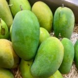 Caja Mango Dusheri – 1 Kg / 2,5 Kg / 4 Kg