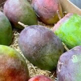 Caja Mango Zill – 1 Kg / 2,5 Kg / 4 Kg