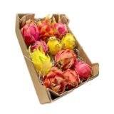 Caja Pitahayas Mix – 4 Kg